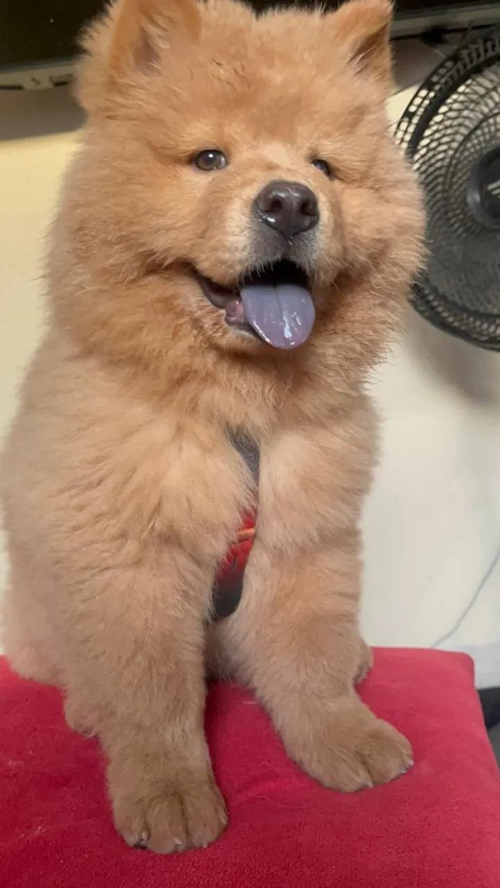 Chow Chow macho  - Foto 2