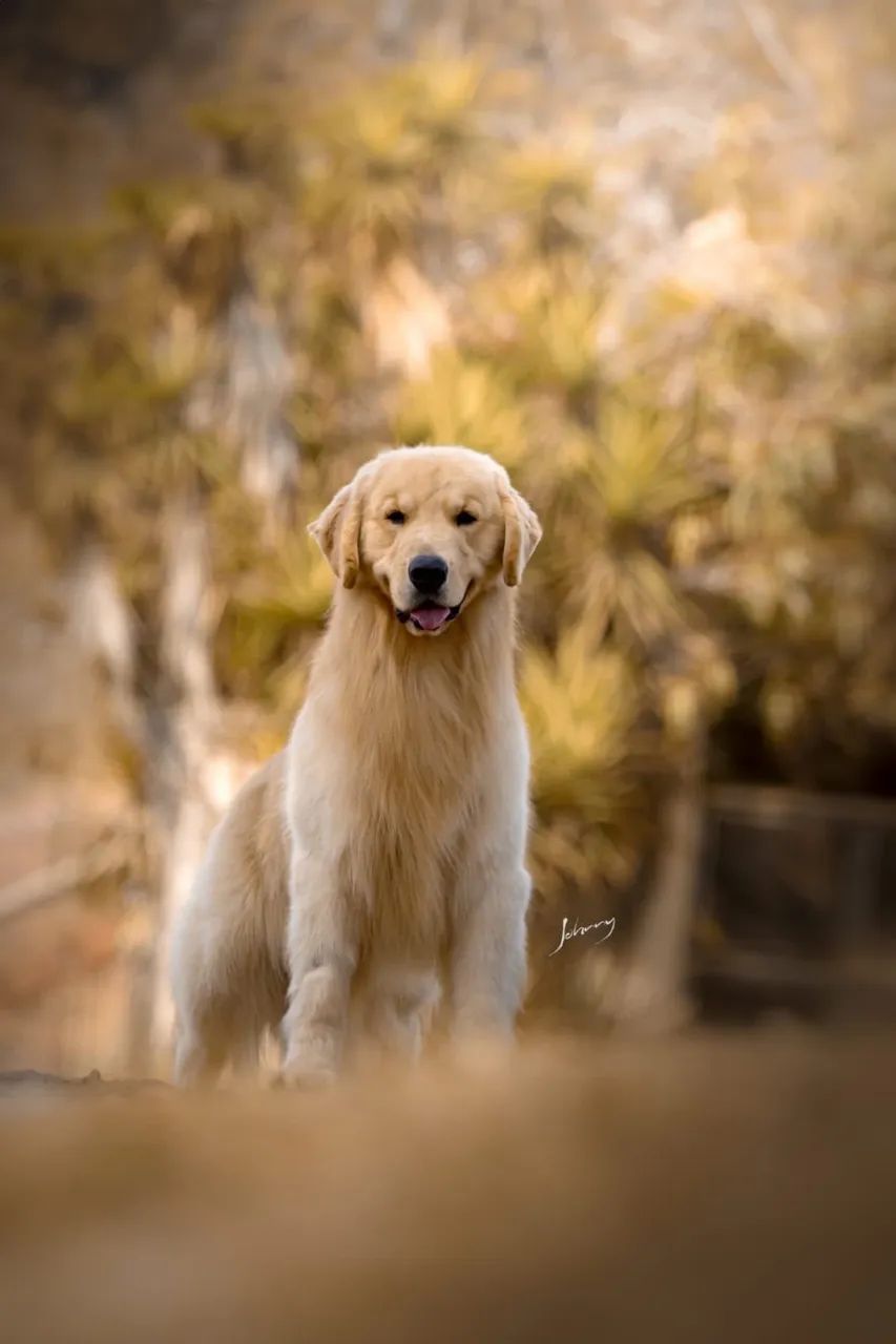 Golden Retriever - Foto 2