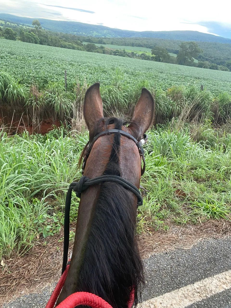 Cavalo para cavalgada é lida - Foto 3