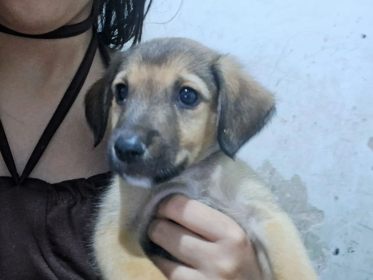 Cachorrinho para doação  - Foto 3