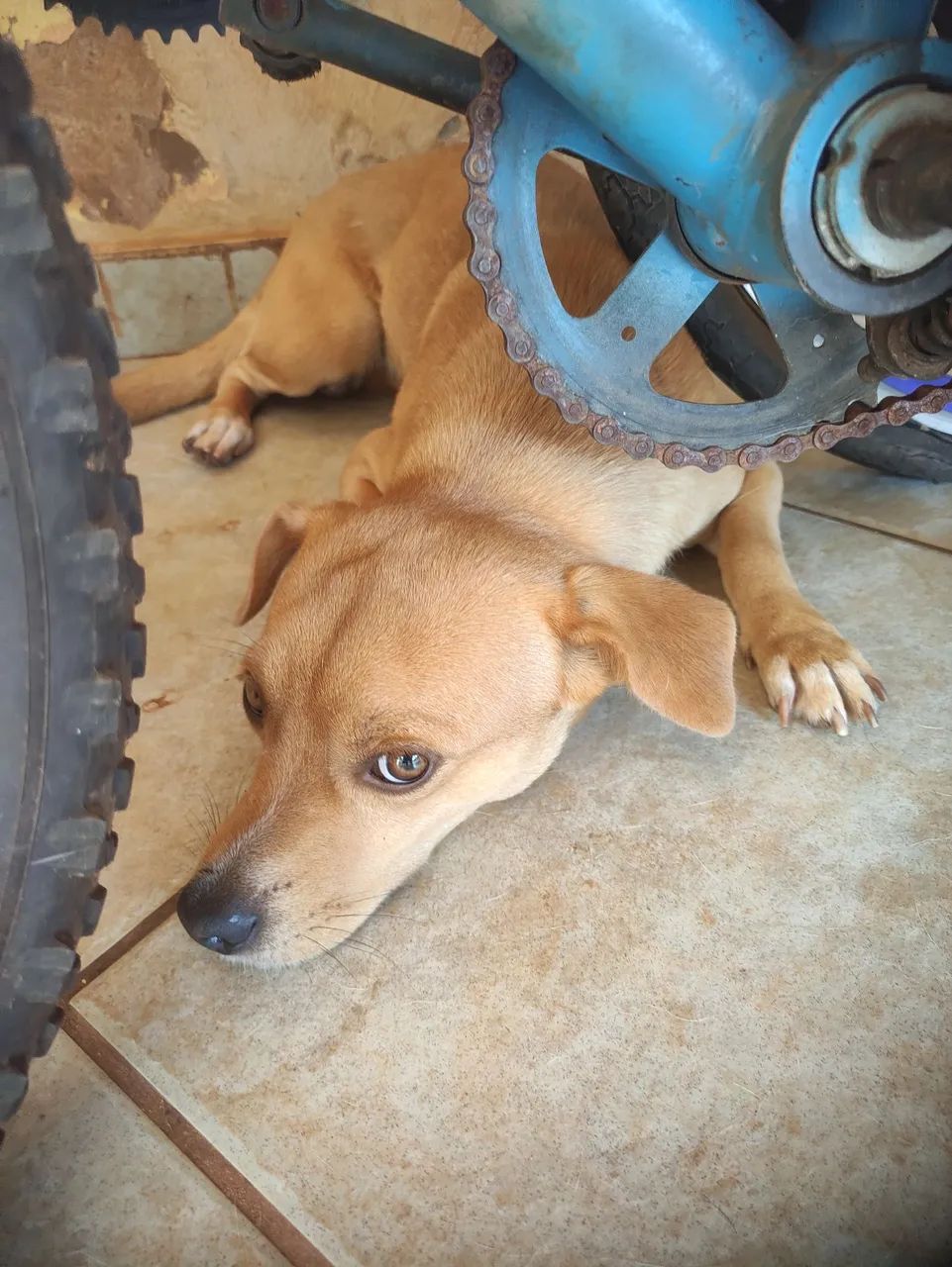 Doação de animais machos  - Foto 2