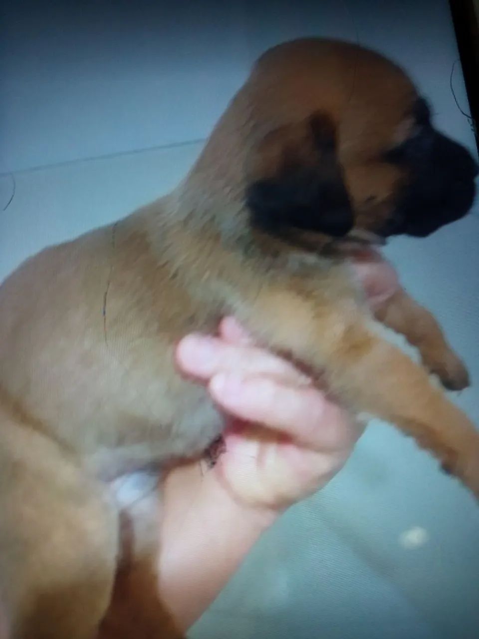 Doa se filhotes - Foto 6