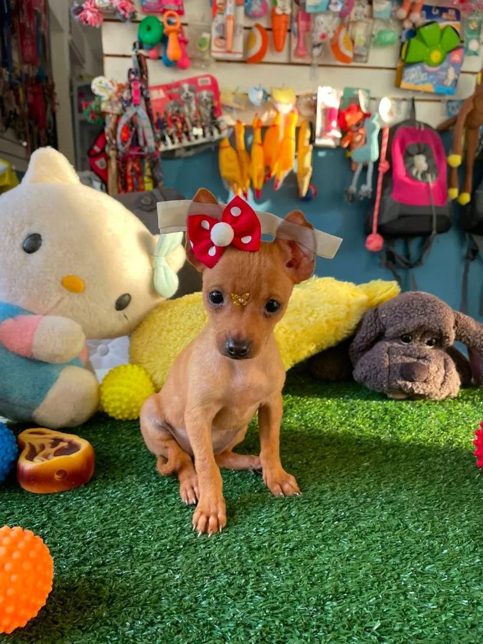 Pinscher fêminha dourada 