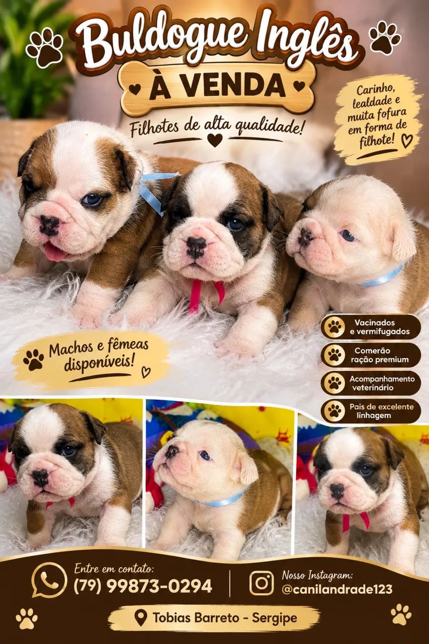 Buldogue inglês 