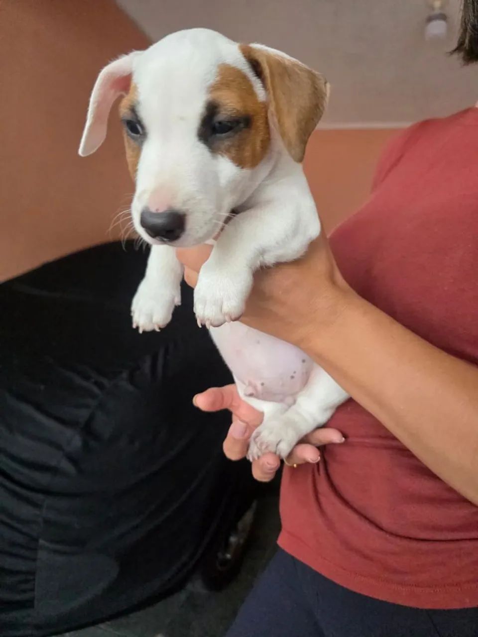 Jack Russell Terrier  - Foto 4