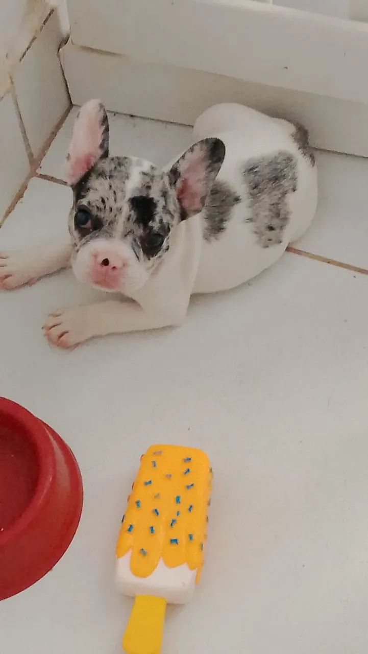 Cachorro  - Foto 3