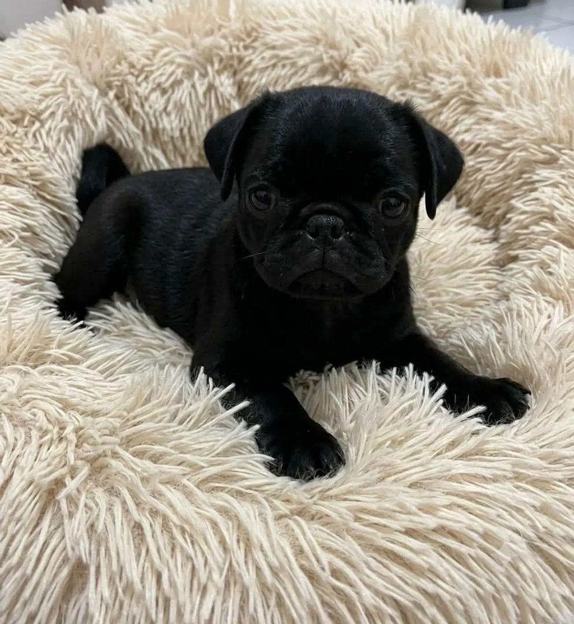 Mini Pug Black  - Foto 2