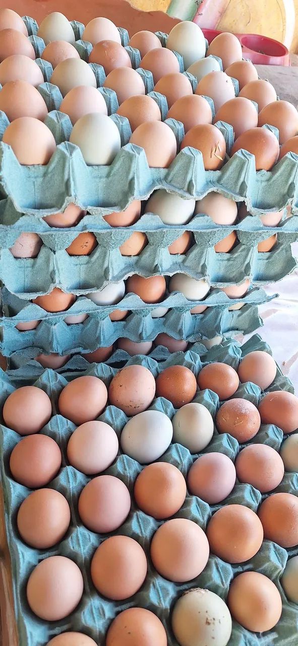 Ovos Caipira para consumo - Foto 3