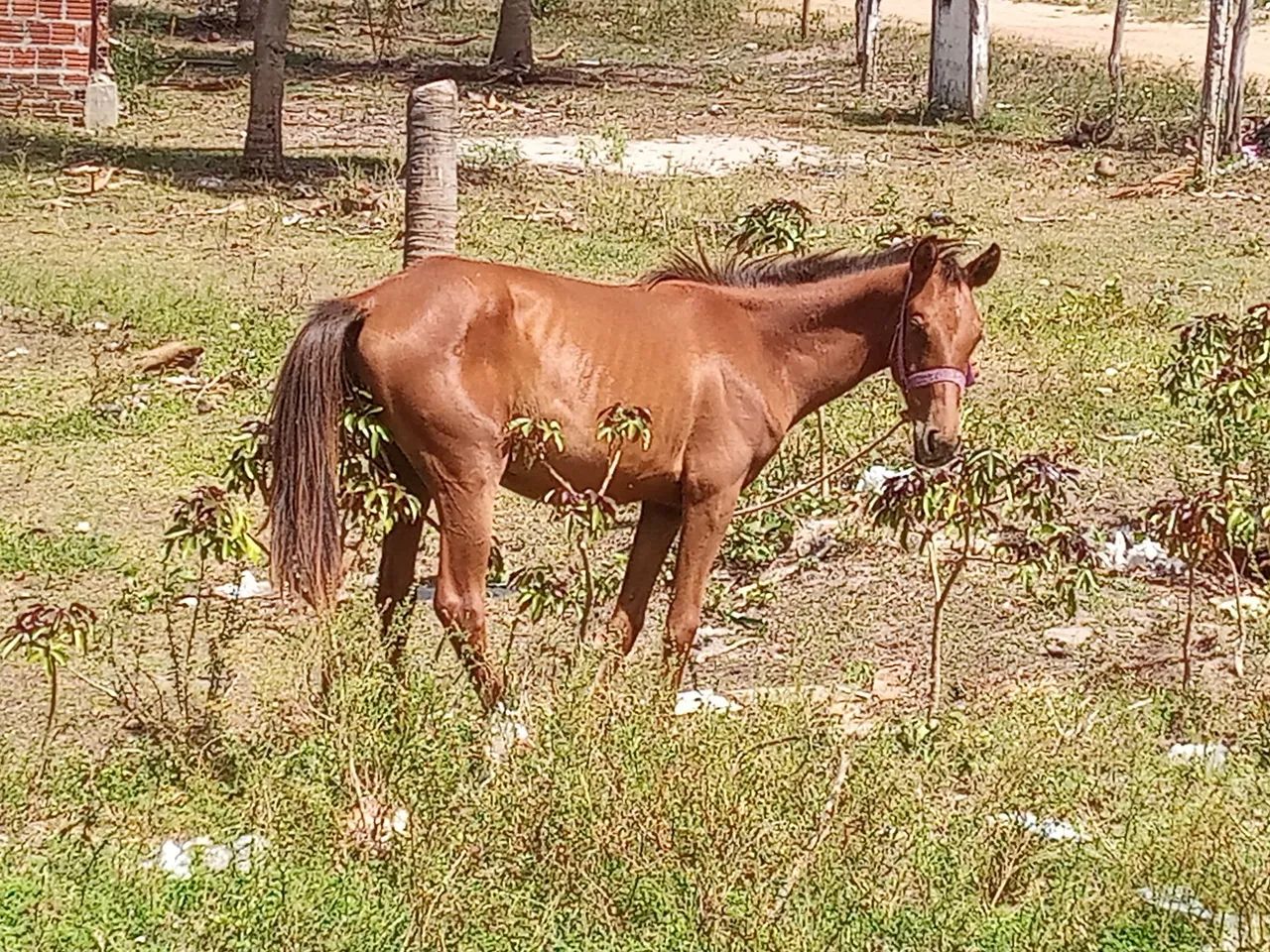 Vendo uma Potra  - Foto 2