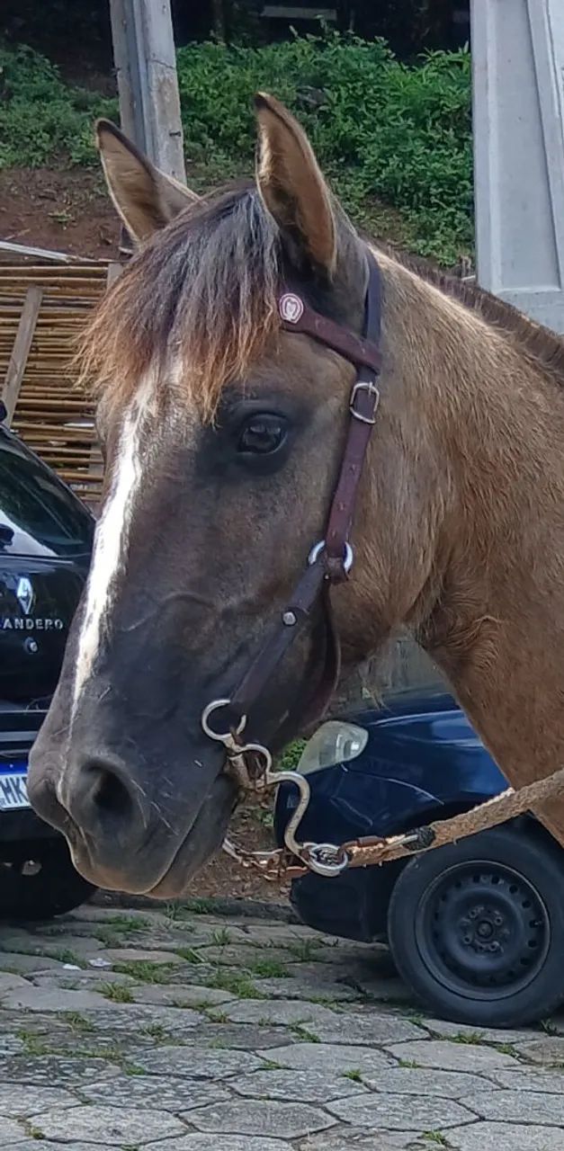 Cavalo crioulo - Foto 5