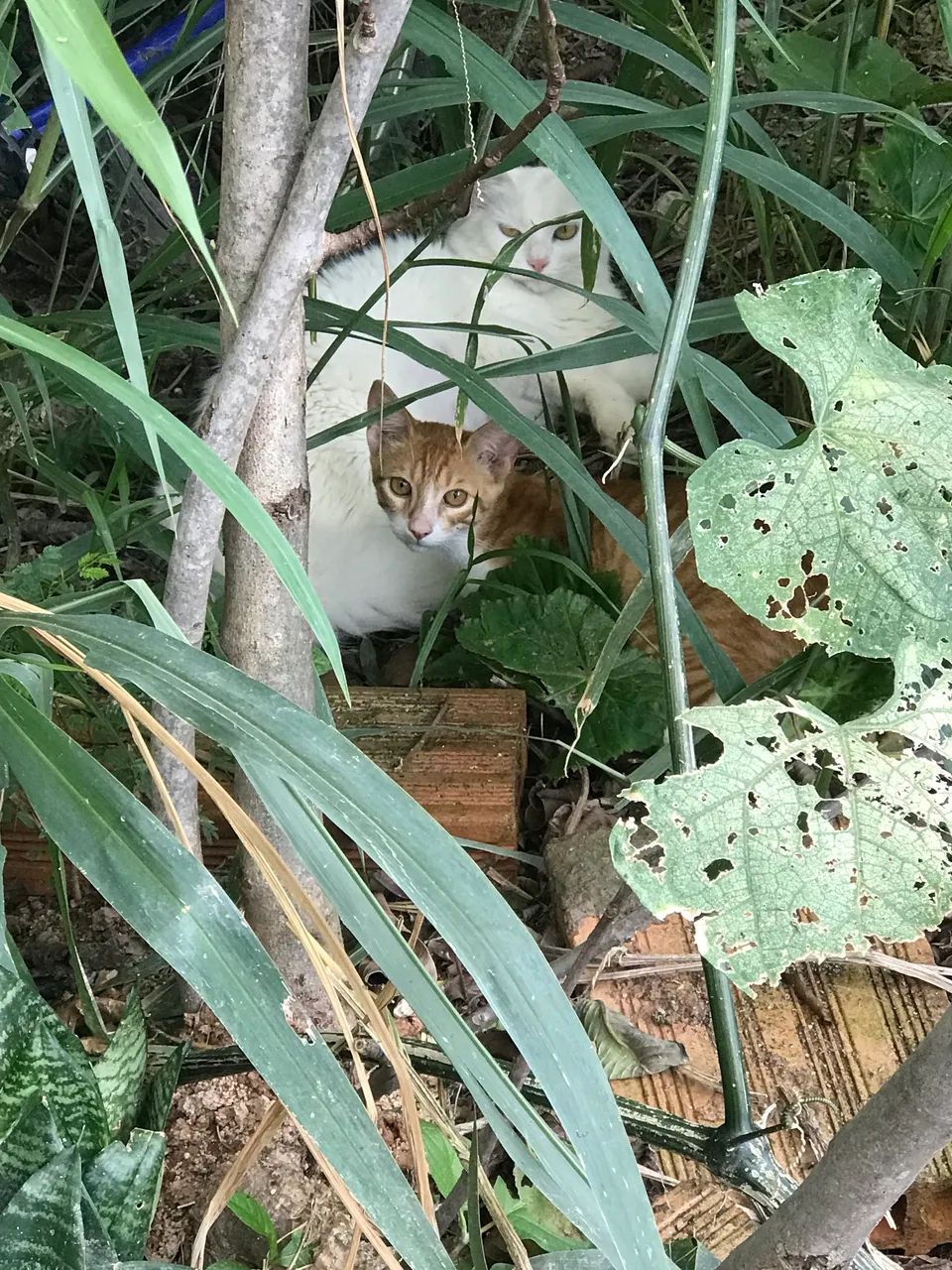Doação de gato - Foto 4