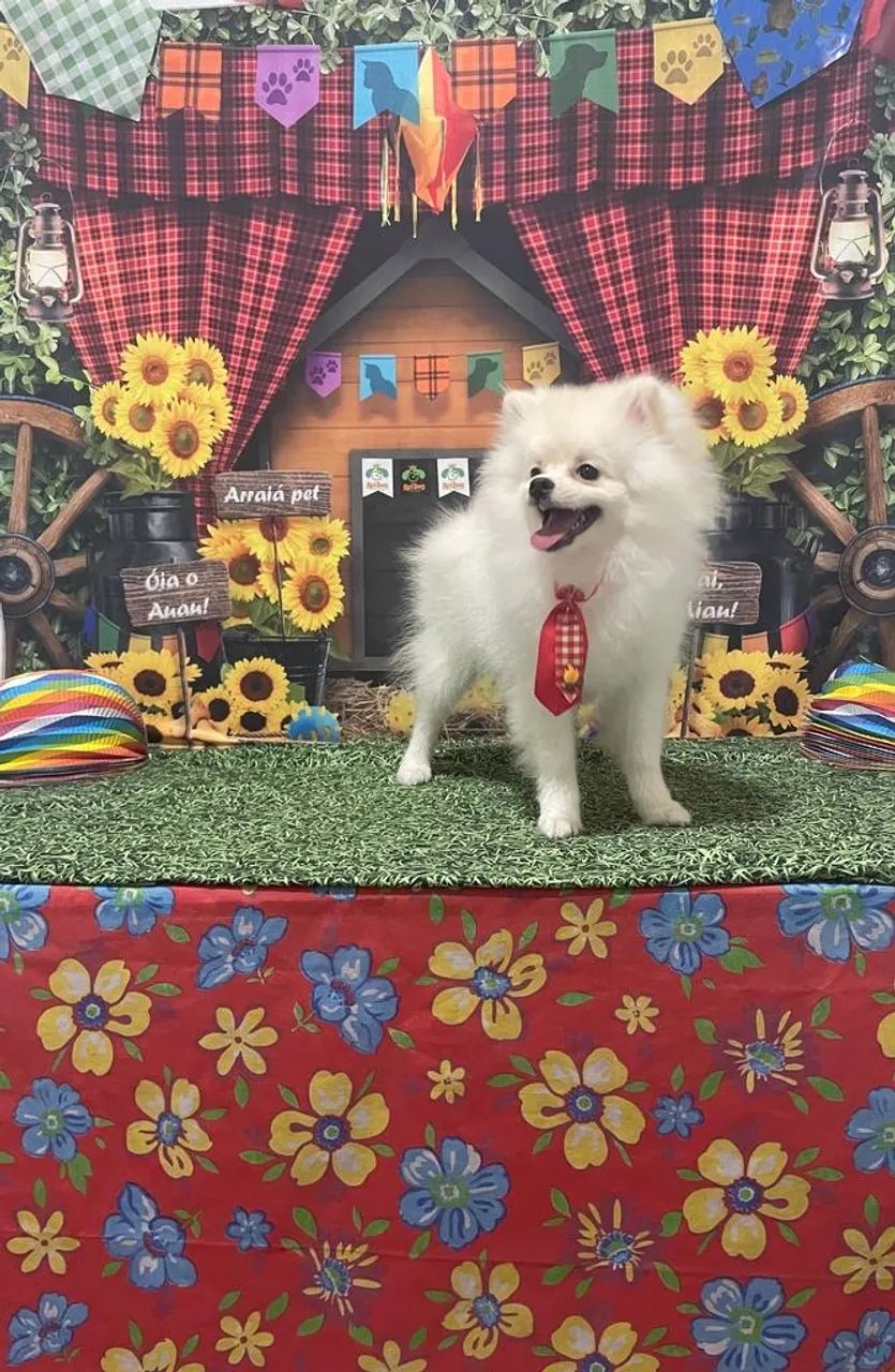 Spitz alemão - Foto 3