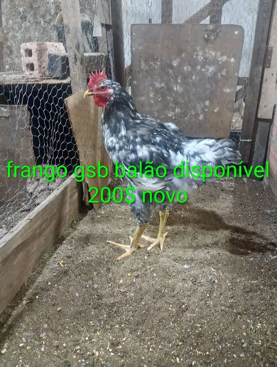 Frango gsb balão disponível  - Foto 4