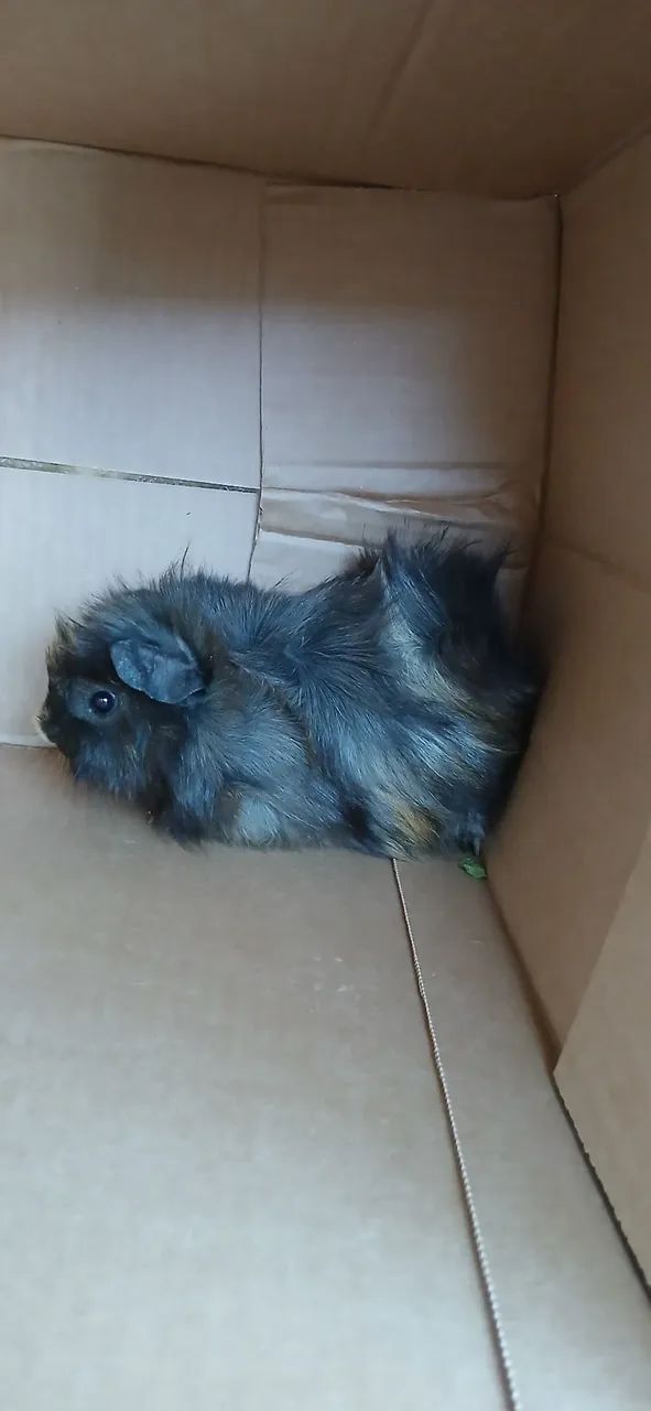 Guinea Pig Lot..439274687264215042