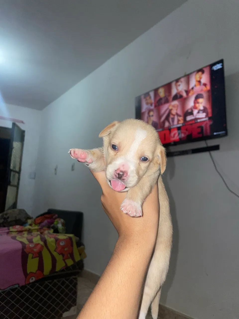 Cachorros - Foto 2