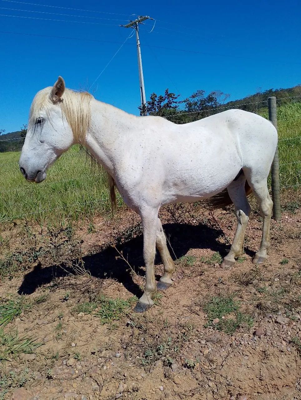 Cavalo  - Foto 3