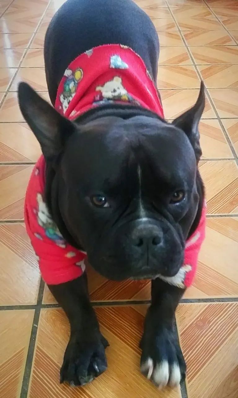 Adoção - Foto 3