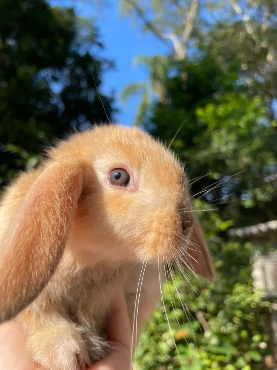 Lindo filhotes Mini coelhos páscoa  - Foto 4