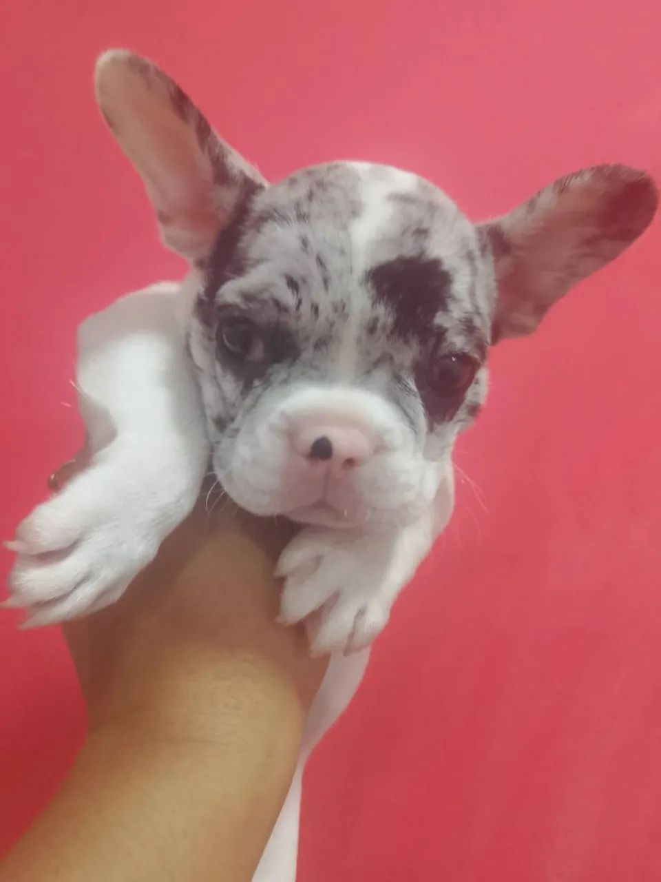 Cachorro  - Foto 4