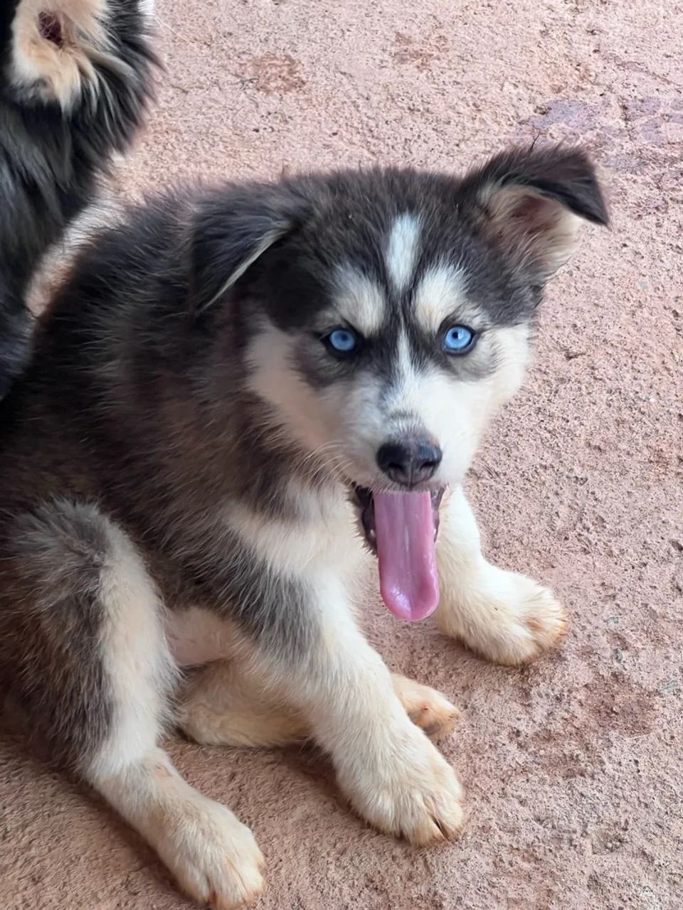 Husky fêmea  - Foto 3