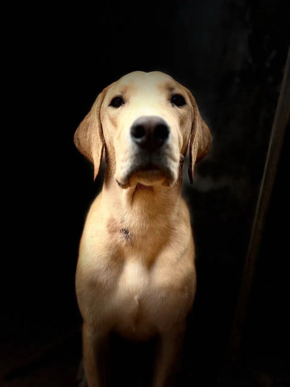 Doação cachorro  - Foto 4