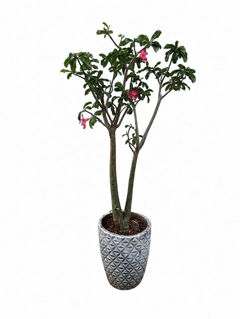 Rosa do Deserto