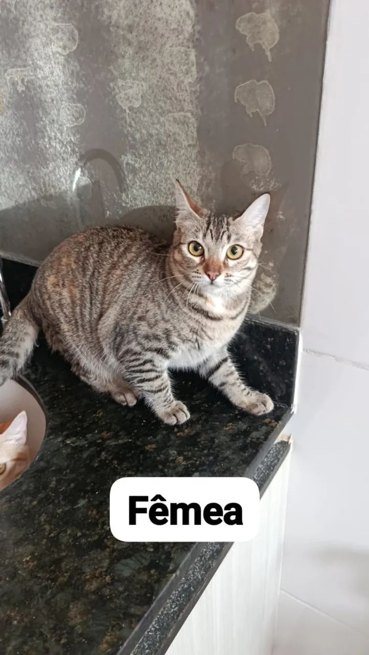 Doação de gatos - Foto 3