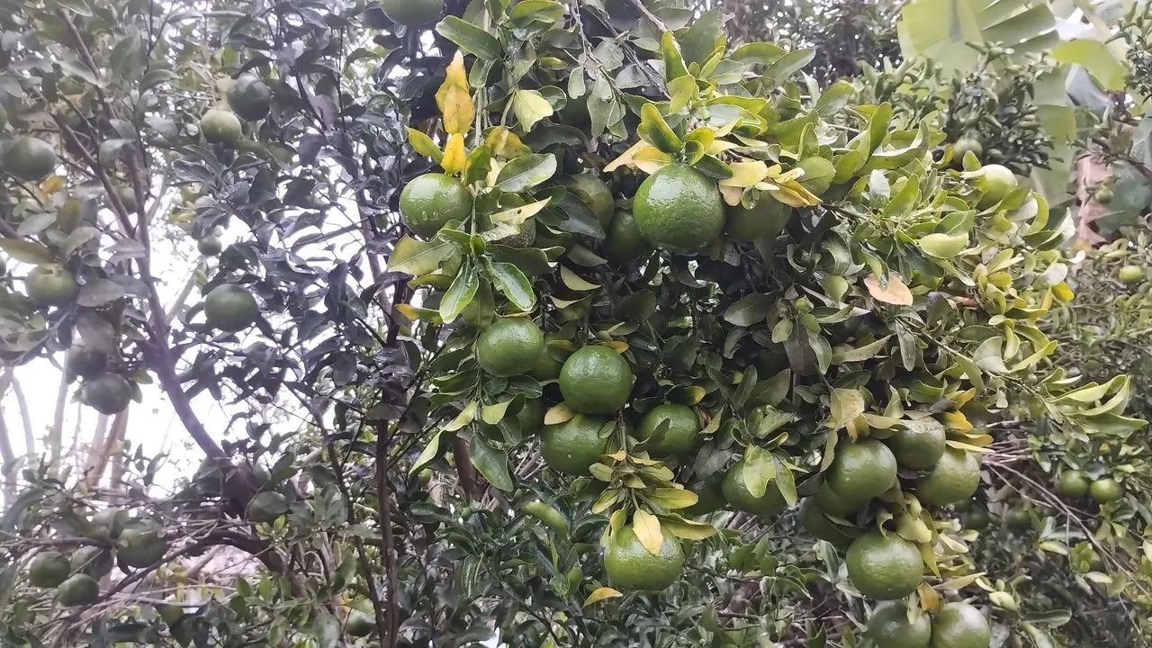 Sitio em Alagoa Nova  - Foto 2