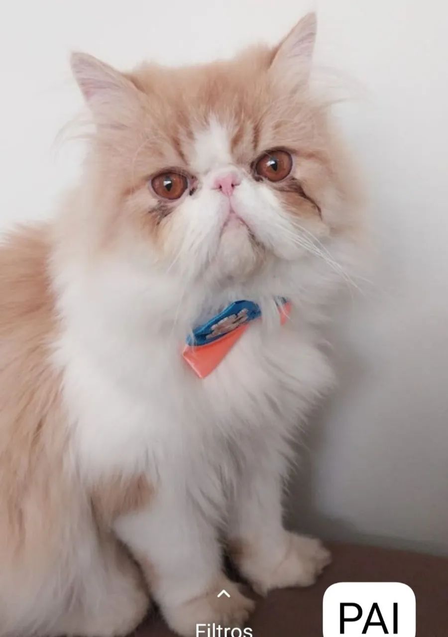 Gato persa macho - Foto 2