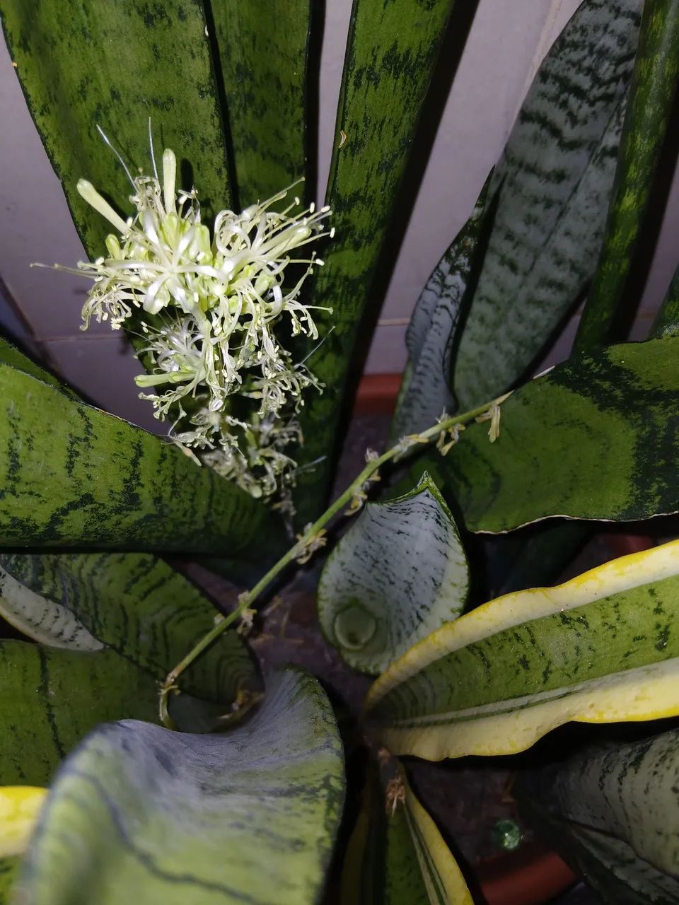 Vende-se plantas e mudas. - Foto 3