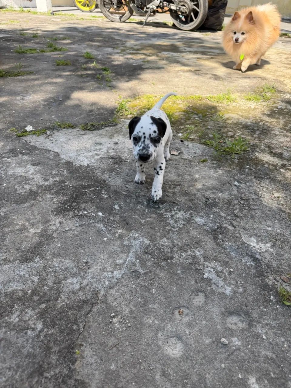Dálmata  - Foto 2