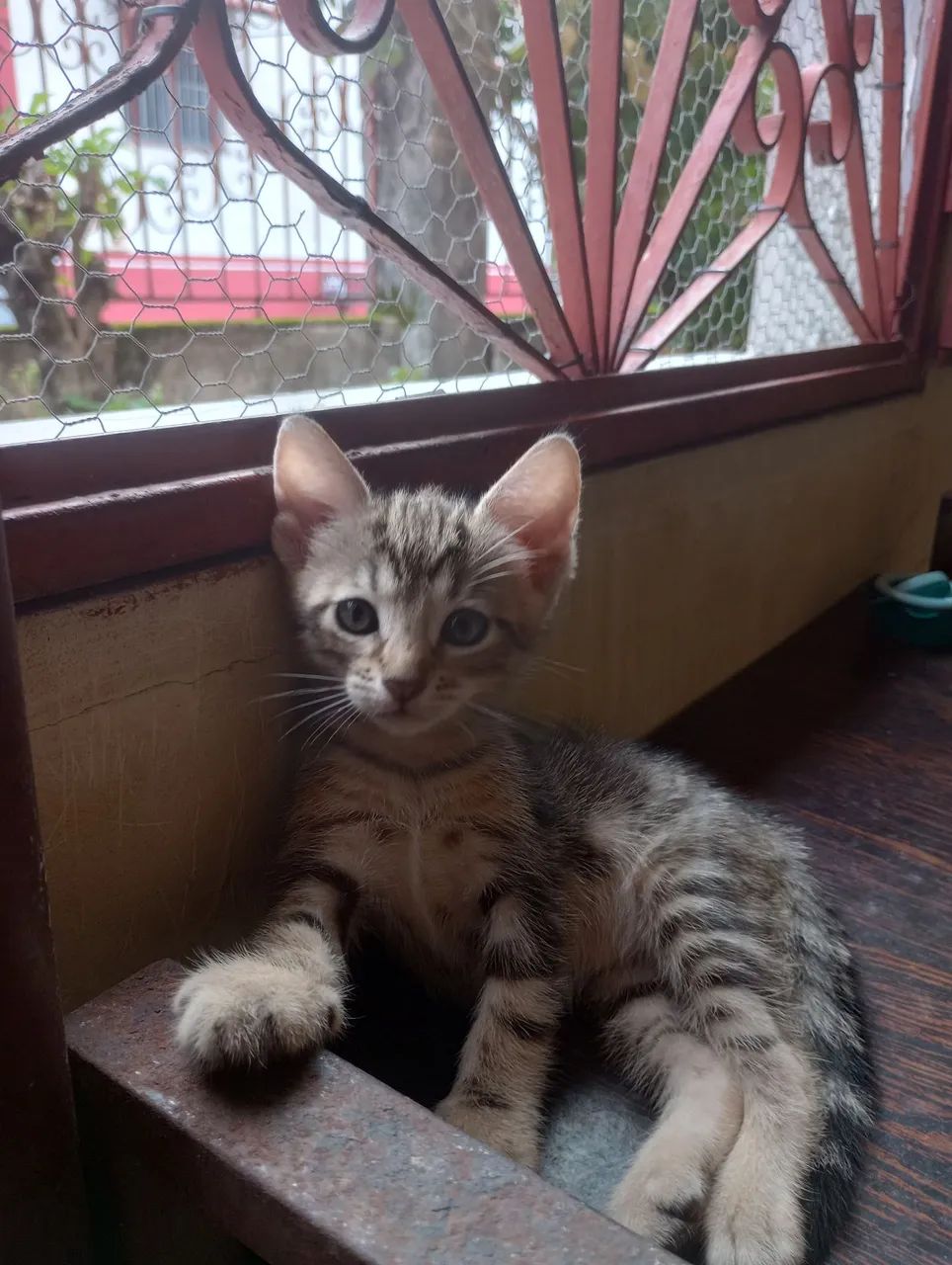 Filhotes de gatos  - Foto 2