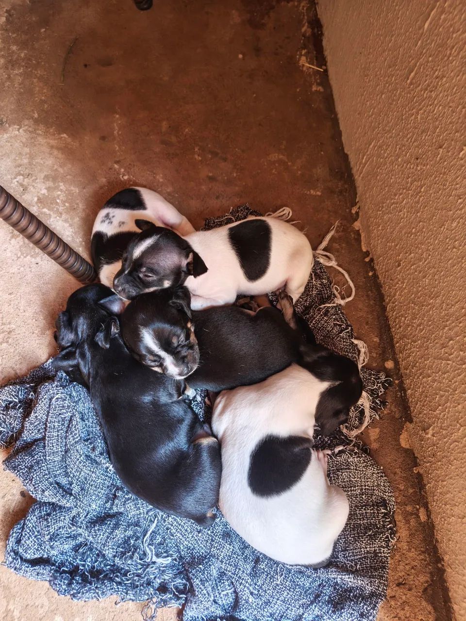 Venda de pinscher valor 350.00 os dois acima são pai e a mãe  - Foto 2
