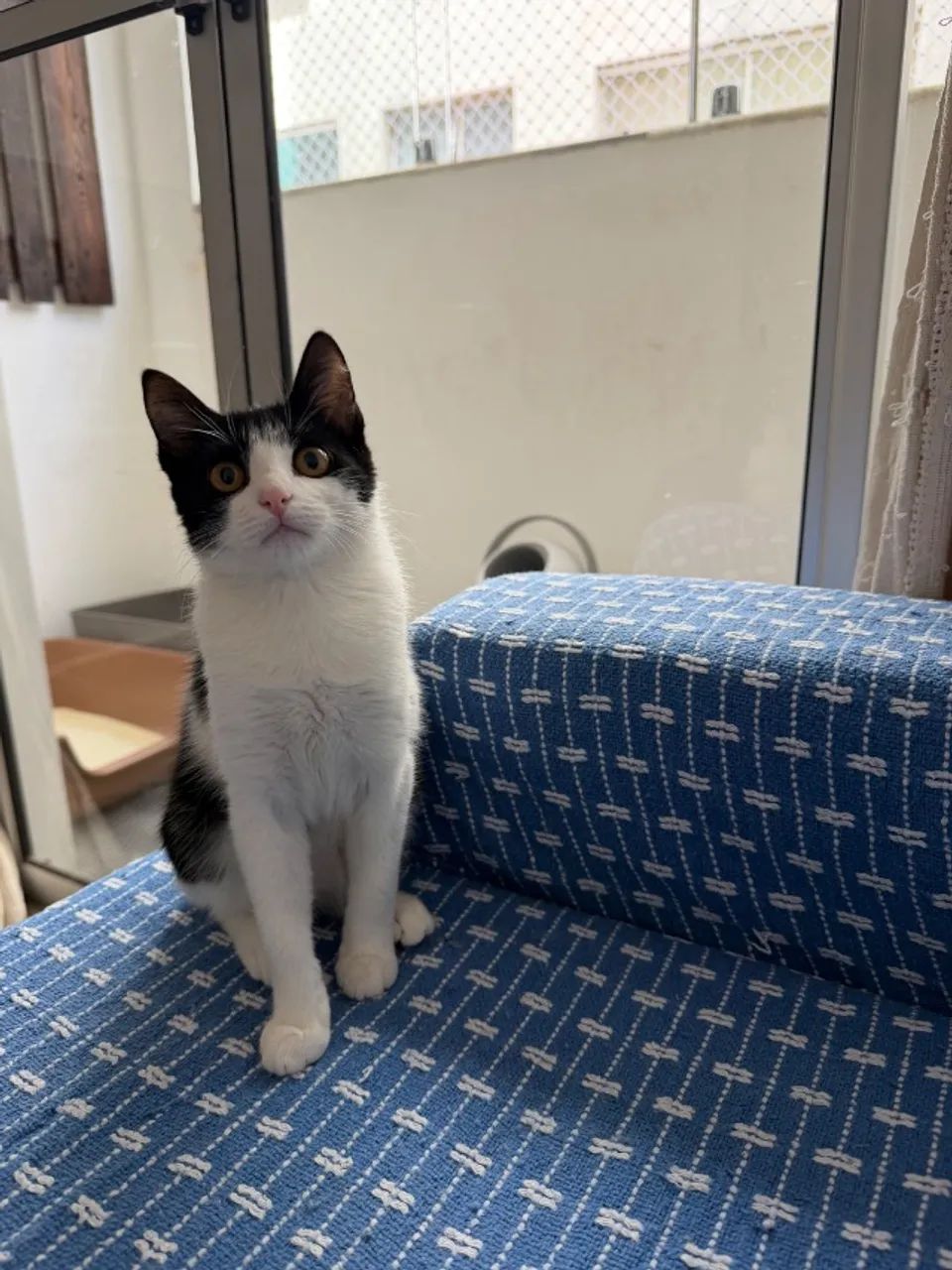 Gato - Foto 4