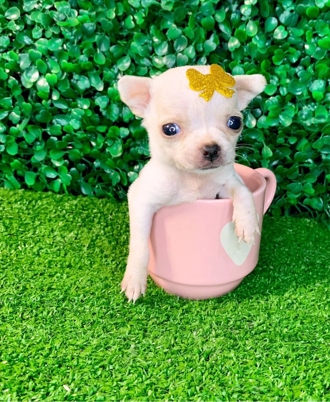 chihuahua de xícara