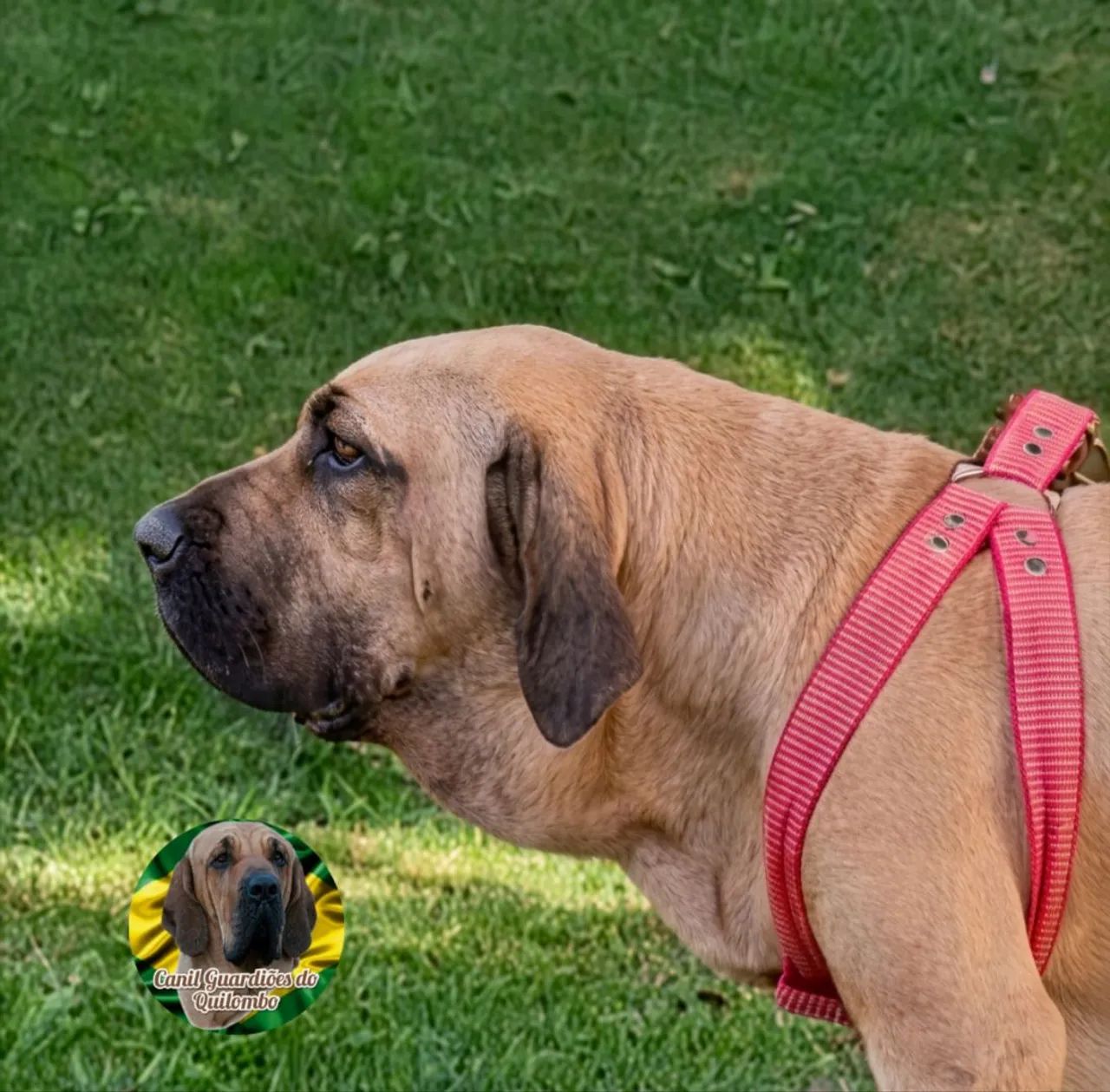 Fila Brasileiro  - Foto 3