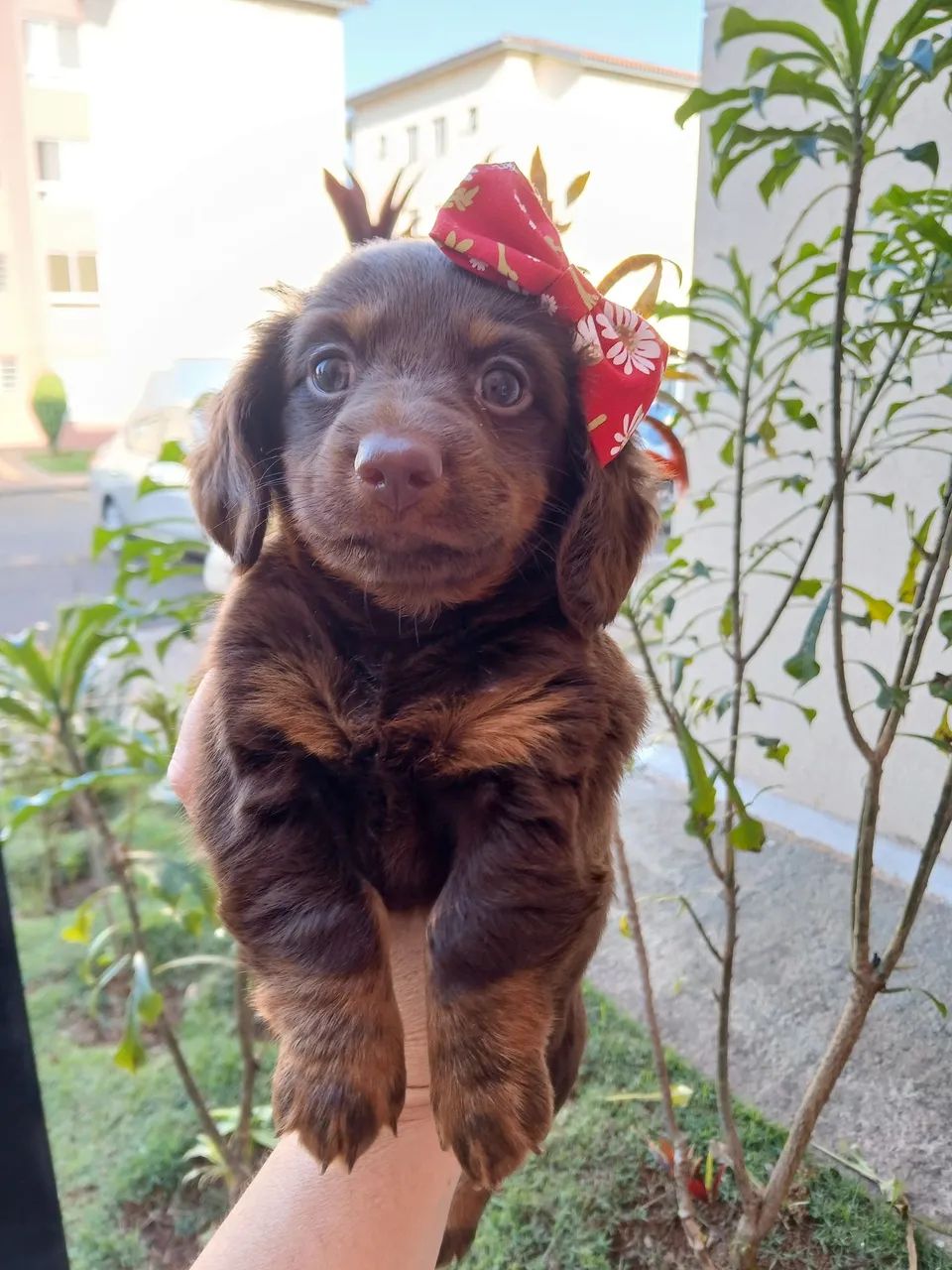 Dachshund  Fêmea  - Foto 5