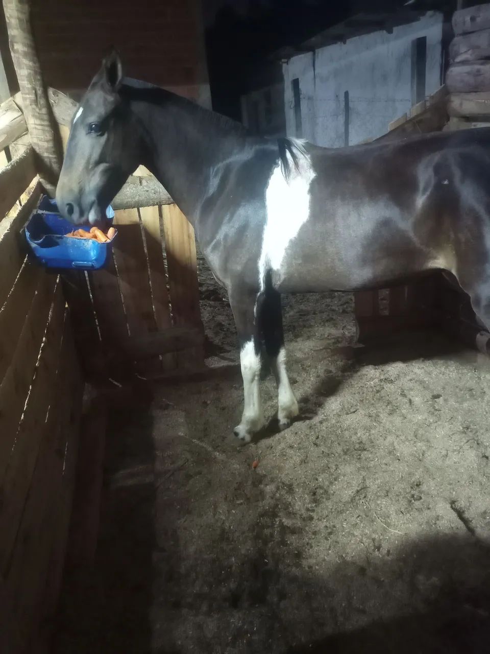 égua mangá larga  - Foto 4