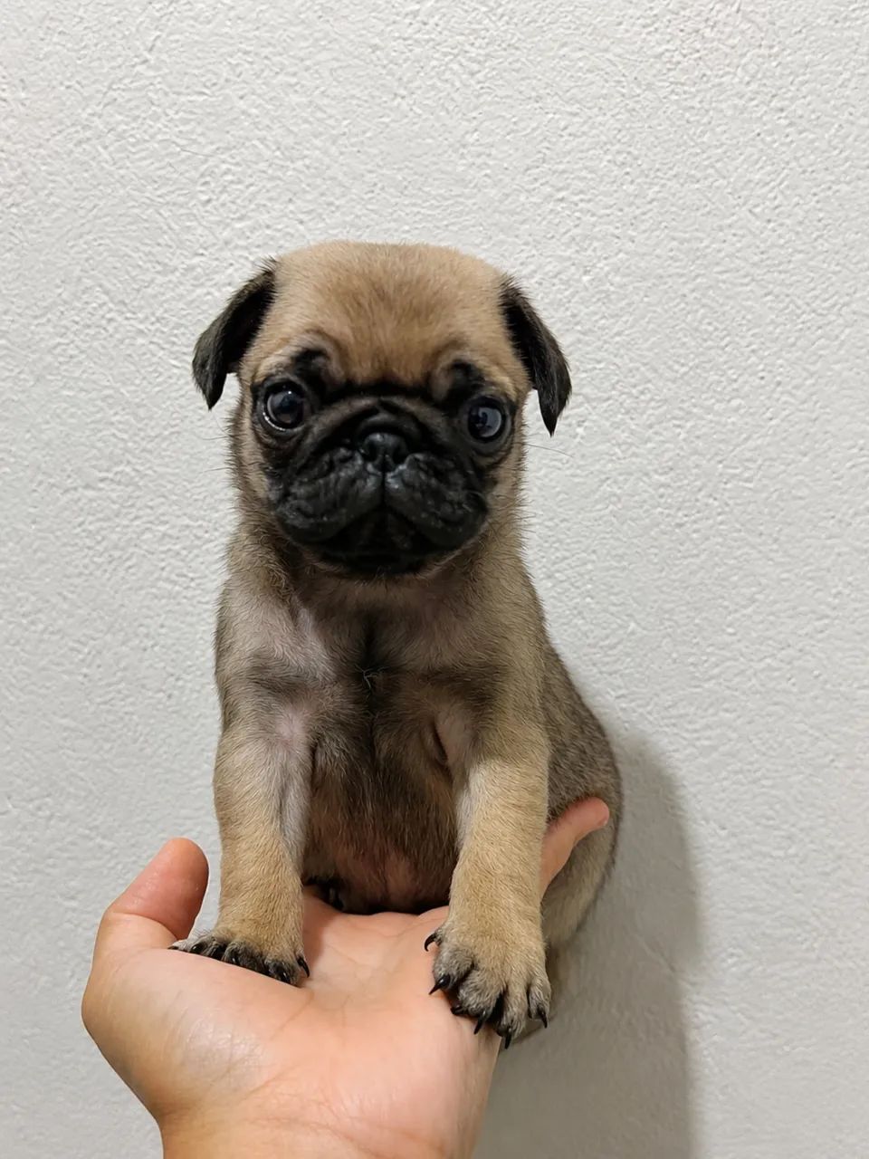 Pug machinho - Foto 2