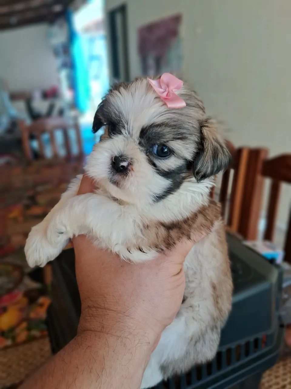 Shitzu  - Foto 3