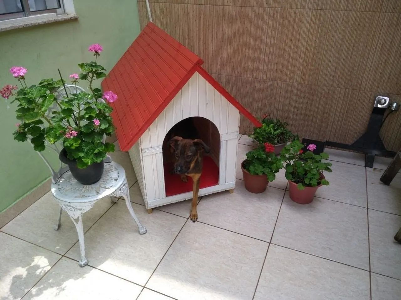 Casinha cachorro - Foto 6