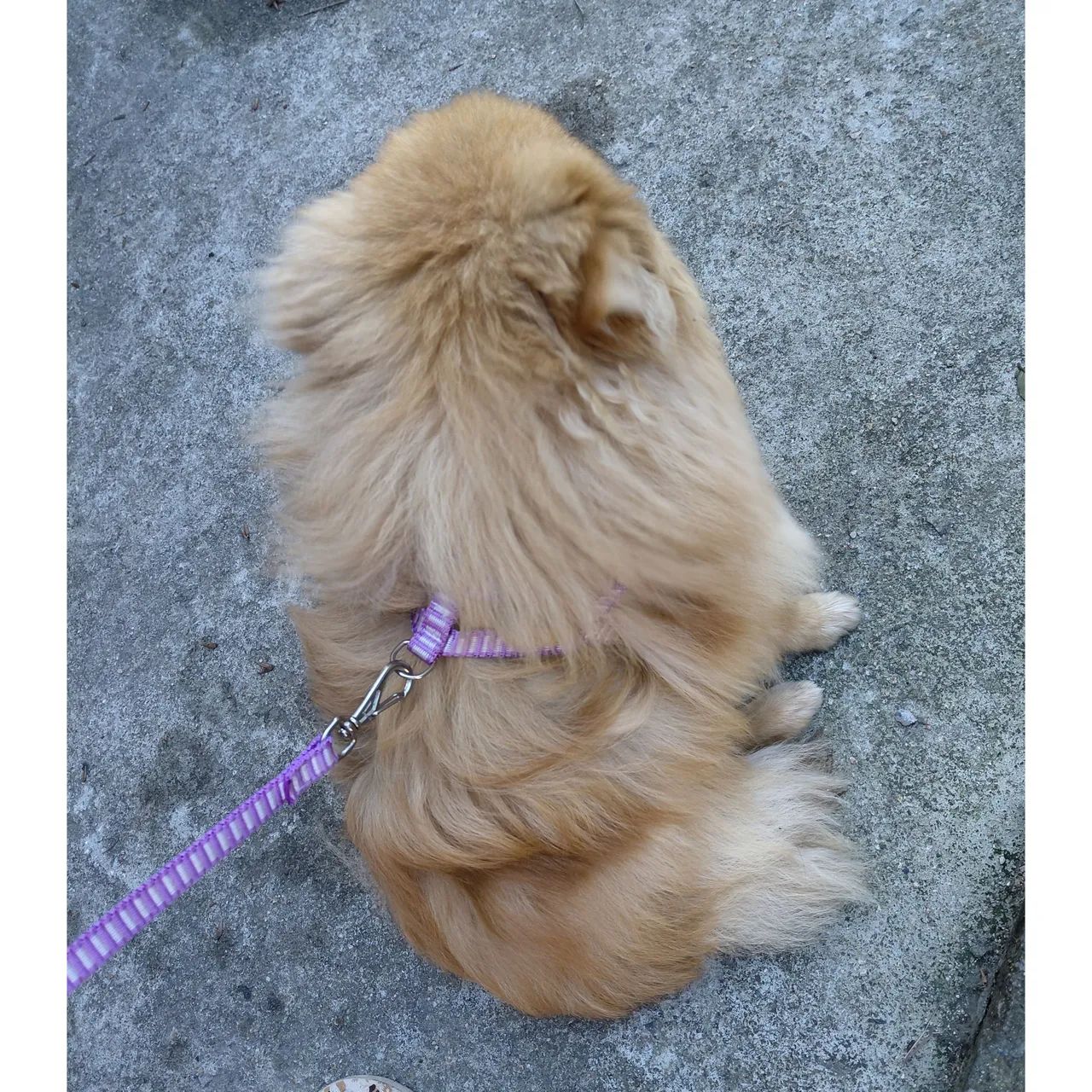 Filhote macho de Spitz/ lulu  - Foto 3