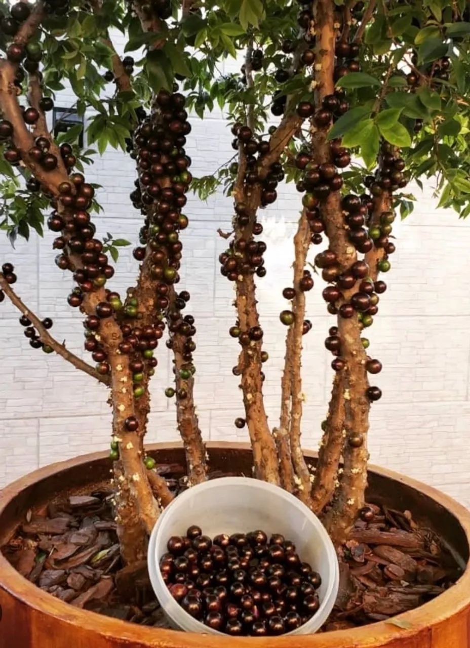 Mudas Frutíferas e ornamentais  - Foto 3