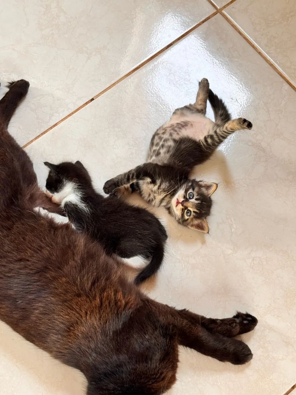 Gato