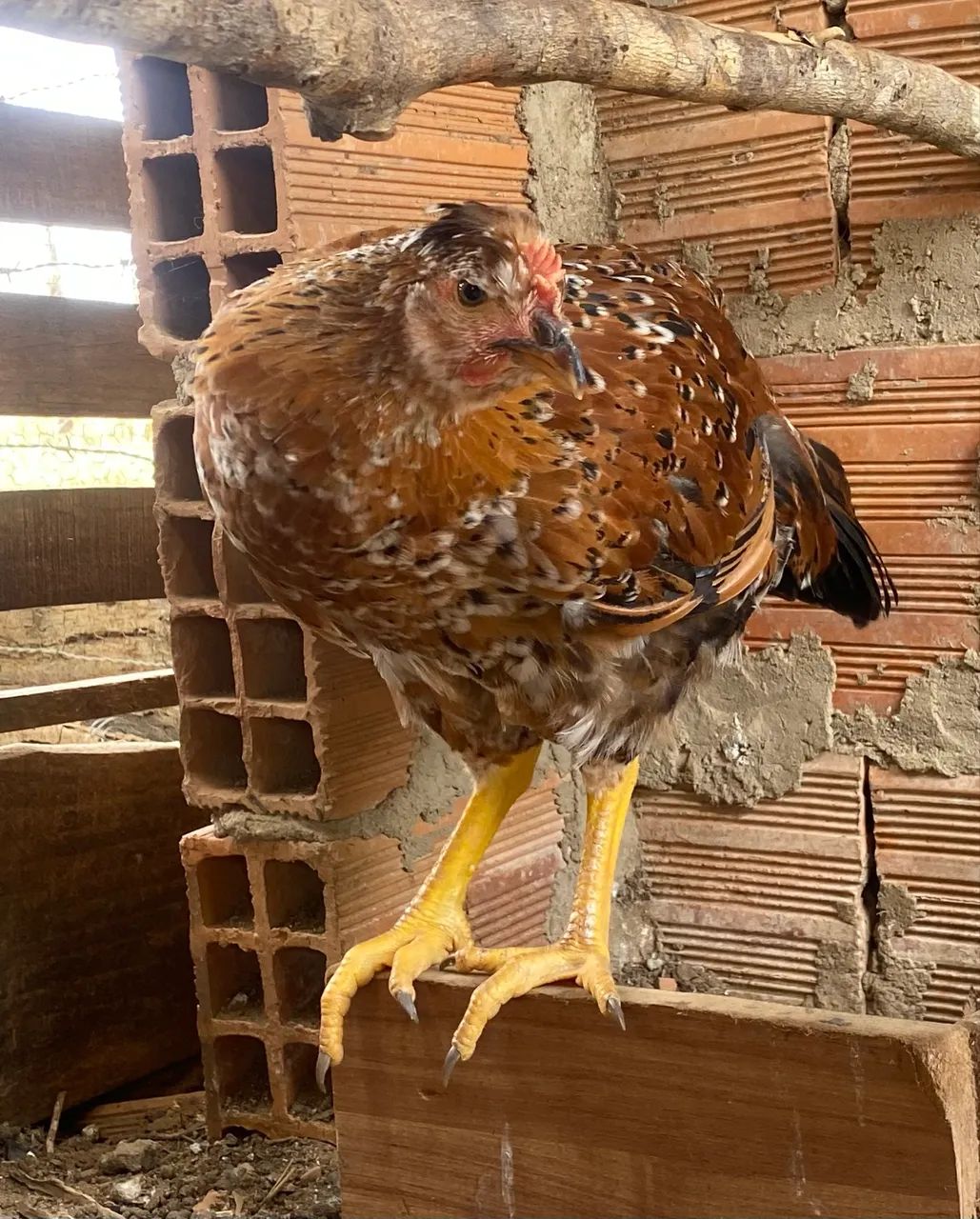 Galinha GSB sertaneja  balão  - Foto 3