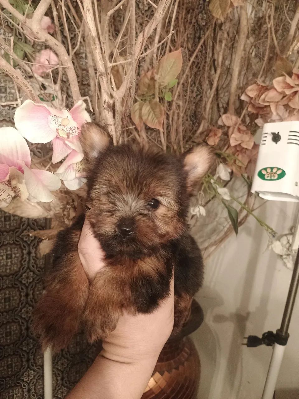 yorkshire terrier macho