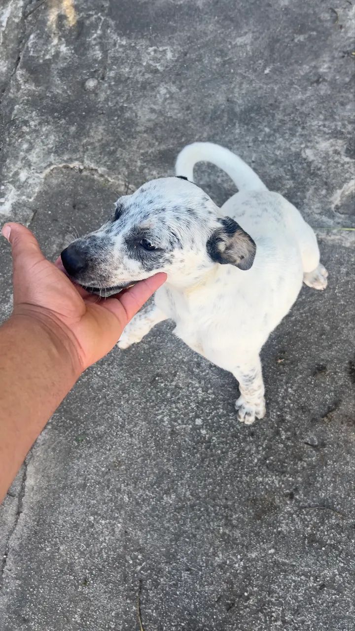 Doação  - Foto 2