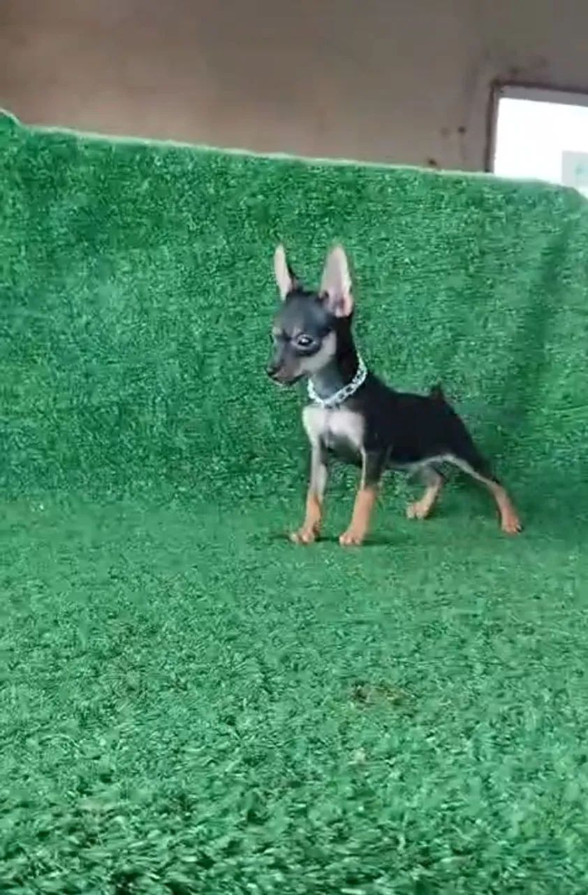 Pinscher o mais procurado exemplar 