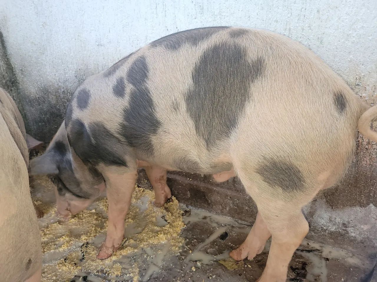 Vde 1 marrão e 2 marrãs de 5 meses - Foto 6