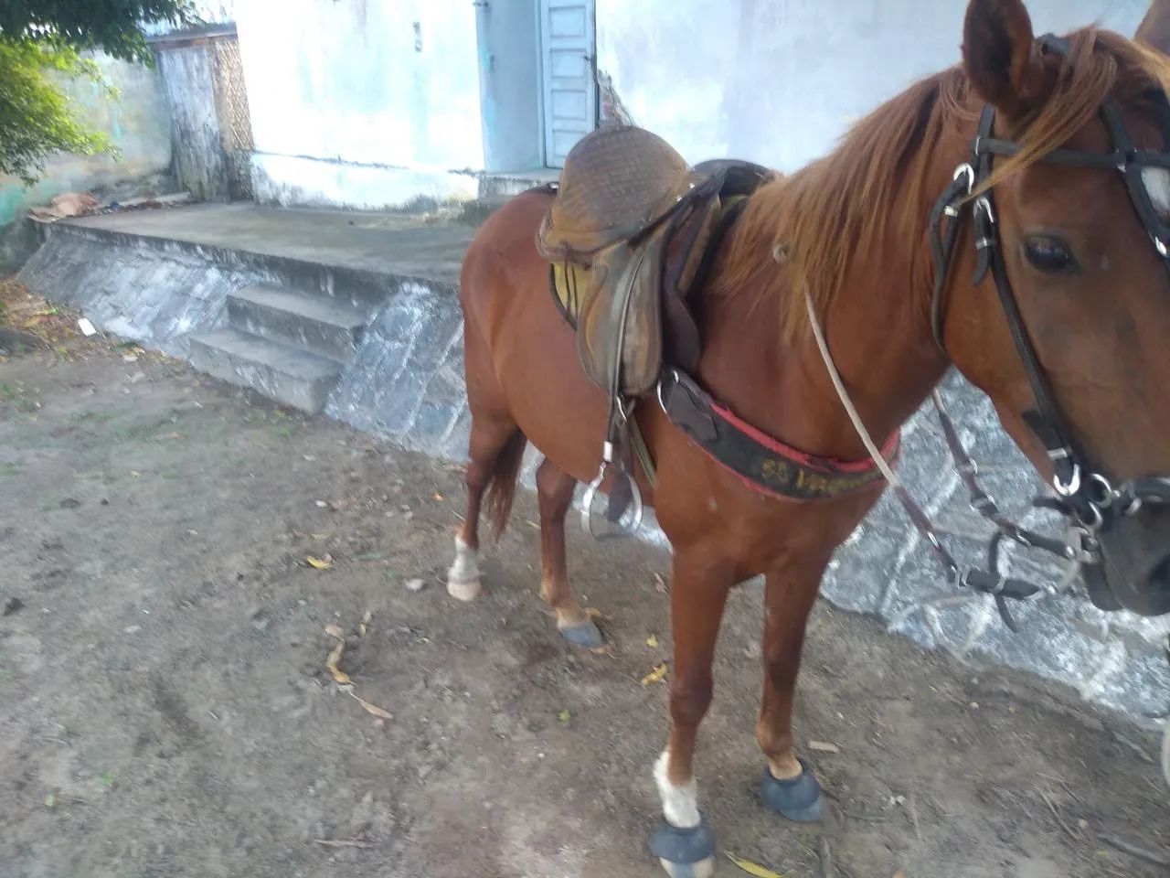 Égua Pequira  - Foto 2